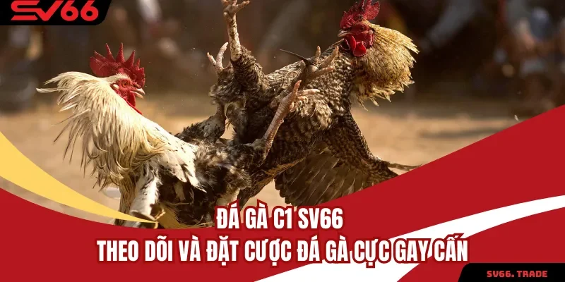 Đá Gà C1 SV66 Theo Dõi Và Đặt Cược Đá Gà Cực Gay Cấn
