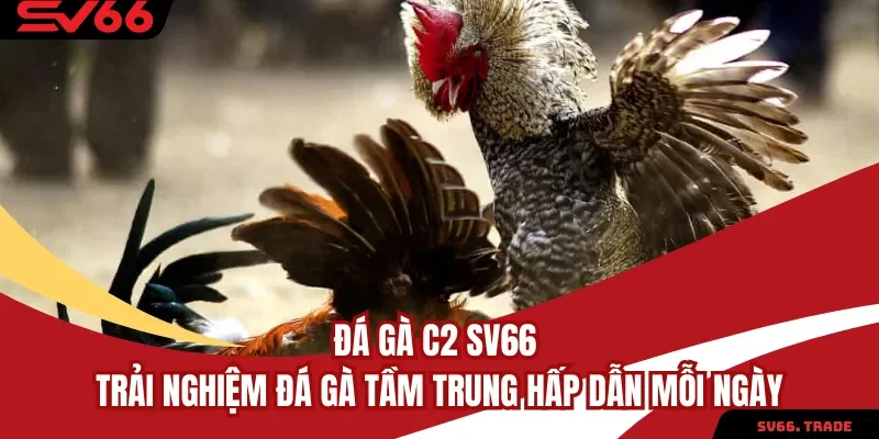 Đá Gà C2 SV66 Trải Nghiệm Đá Gà Tầm Trung Hấp Dẫn Mỗi Ngày